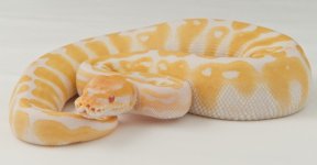 Albino Female.jpg
