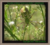P.viridans(f)gravid1.jpg