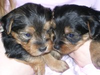 yorkies.JPG
