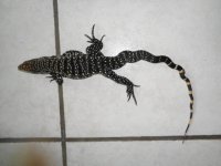 SD ZIGTAIL 150 GTRPEN NO POL b.JPG