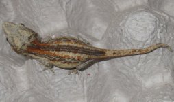 IMG_8403.jpg