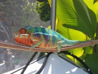 cham pic 2.jpg