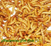 Product Mealworms resized.jpg