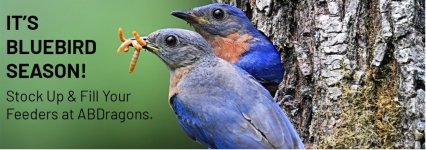 blue bird.jpg