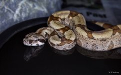 maia20151224.jpg