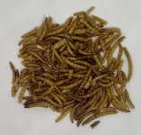 dried mealworms.jpg