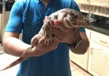 tegu.jpg