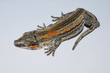 DSC_1106.jpg