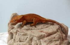 IMG_9313.jpg