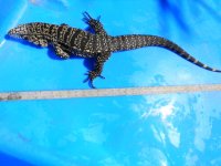 BW ADLT MALE BREEDER SIZE ENC 1ST ROW SML 3 PK HD A.JPG