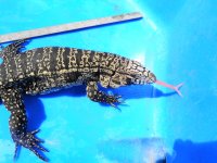 MALE BREEDER SIZE ENC 1ST ROW SML 3 PK HD B.JPG