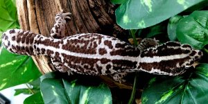 oreo striped african fat tail gecko.jpg