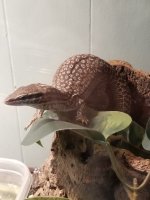 male yellow ackie 4.jpg