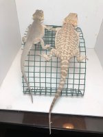 Wit Pair.jpg