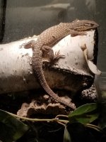 male yellow ackie.jpg