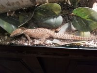 male yellow ackie2.jpg