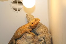 IMG_3267.jpg
