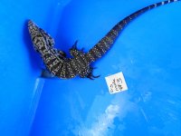 big male 3 c.JPG