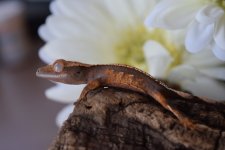 DSC_0008.jpg