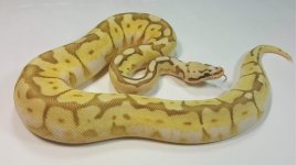 SH Queenbee.jpg