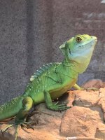 greenbas2.jpg