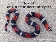 Squirrel 1.jpg