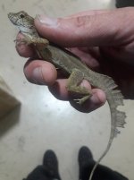 crested anole.jpg