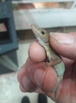 crested anole1.jpg