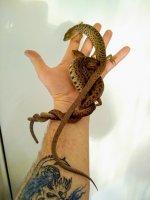 aligator2.jpg