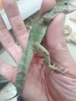 crested anole2.jpg