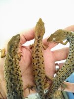 aligator 3.jpg