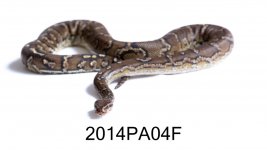 TNS_4411.jpg