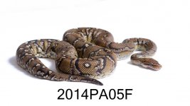 TNS_4471.jpg