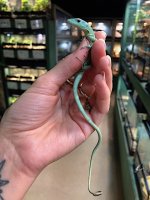 green-keeled-lizard-gastropholis-prasina-f2.JPG