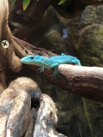 green-keeled-lizard-gastropholis-prasina-f3.JPG