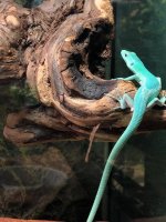 green-keeled-lizard-gastropholis-prasina-m.jpg