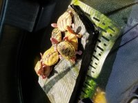 20180508_114207.jpg
