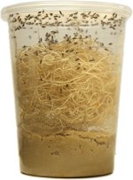 the-best-hydei-fruit-fly-food-media-15-lbs135-quarts-makes-10-fruit-fly-cultures-pictures-1.jpg