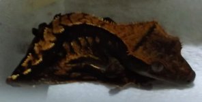 DSCF8796.jpg