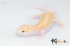 f55.jpg