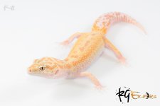 F41.jpg