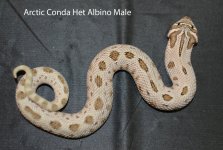artic conda male het albino 1.jpg