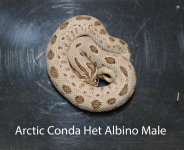 artic conda male het albino 2.jpg