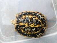 pancka3.jpg