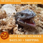 Halloween Special - Rhino Iguanas.jpg