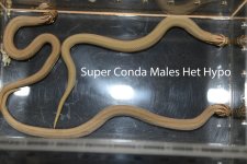 Super Conda Males Het Hypo.jpg