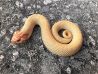 albinosuperconda1.jpg