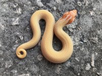 albinosuperconda11.jpg