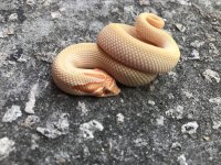 albinosuperconda3.jpg