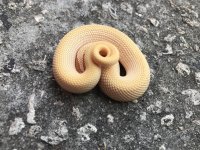 albinosuperconda33.jpg